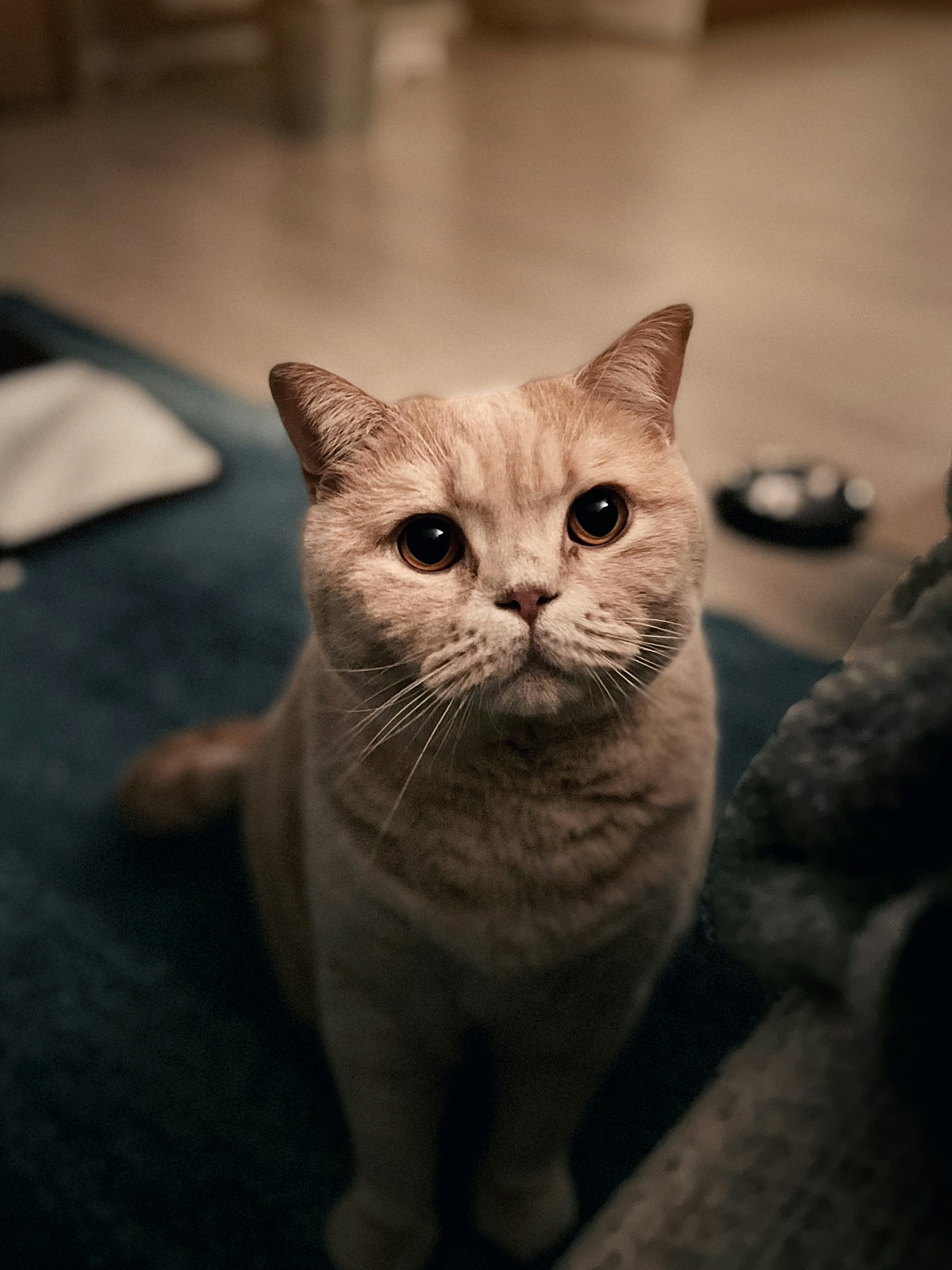 A rescued cat waiting for a foster home